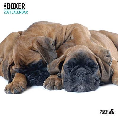Magnet & Steel Boxer 2021 nowoczesny kalendarz