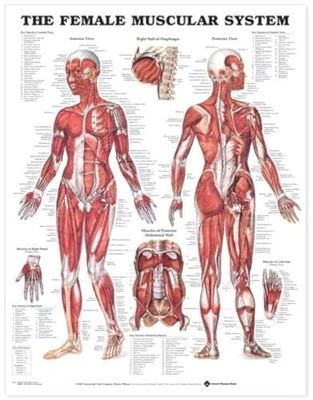 Anatomical Chart Company: Anatomical Muscular System voor dames