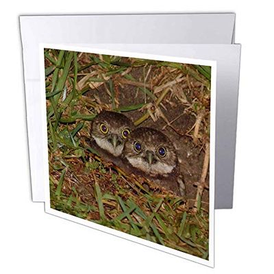 3dRose gc_7347_1 - Tarjeta de felicitación (6 unidades, 15,2 x 15,2 cm), diseño de búho