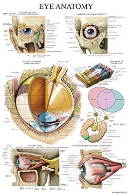 Palace Learning LAMINATED Eye Anatomical Poster - Human Eye Anatomy Chart - 18 x 27