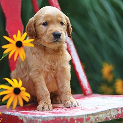 Imán y tarjeta de felicitación de acero 8348 con diseño de flor de cachorro de Spaniel