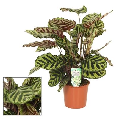Calathea Makoyana Natural Planta Exótica de Color Verde