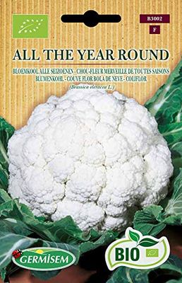 Germisem Bio Graines Chou-fleur Merveille de toutes saisons ALL THE YEAR ROUND