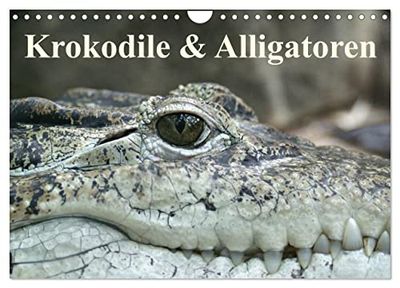 Krokodile & Alligatoren (Wandkalender 2025 DIN A4 quer), CALVENDO Monatskalender: Gigantische Urzeitechsen ganz nah sehen