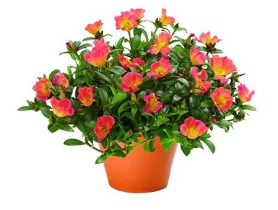 Planta Natural de Verdolaga Hierba de Cultivo Exterior