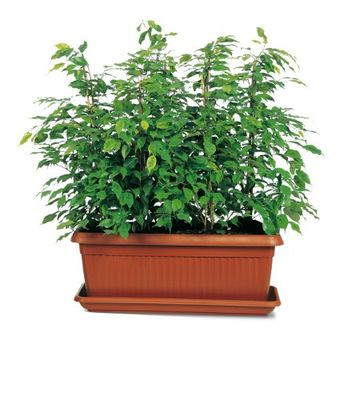 Arche Pots de fleurs lys Maxi 430