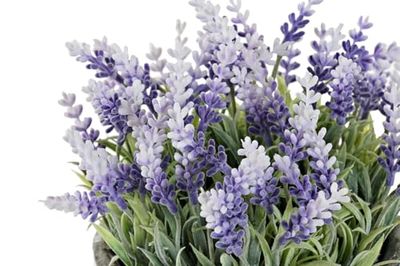 FLOR PE HIERRO 15X15X21 LAVANDA_AlexandreHouse
