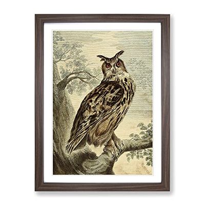 Vintage Charles R Ryley Great Horned Owl Vintage Framed Wall Art Print, Ready to Hang Picture for Living Room Bedroom Home Office Décor, Walnut A3 (34 x 46 cm)