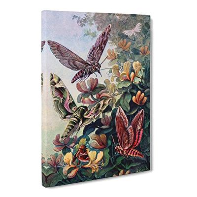 Vintage H Morin European Moths Vintage Canvas Wall Art Print Ready to Hang, Framed Picture for Living Room Bedroom Home Office Décor, 24x16 Inch (60x40 cm)