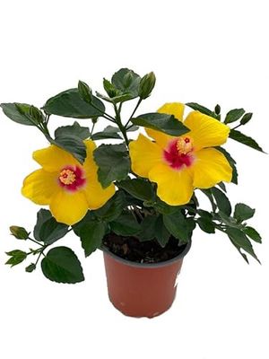 Hibiscus Natural Árbol de Hoja Perenne con Flores de Coloración Amarilla