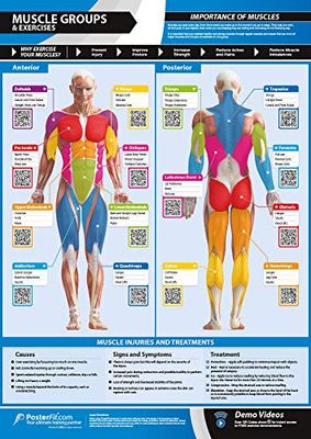 Muscle Groups & Exercises | Anterior & Posterior Muscles & Exercises | Laminated Home & Gym Poster | FREE Online Video Training Support | Size - 841mm x 594mm (A1) | Improves Personal Fitness