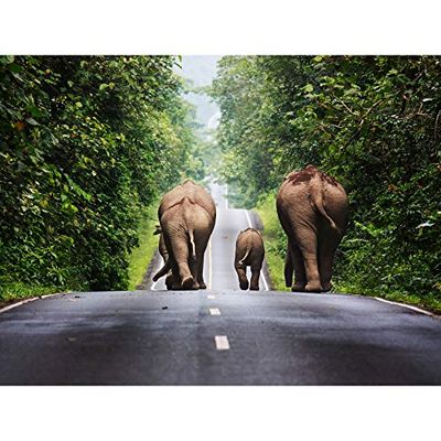Khunkay Wild Elephants Road Forest Thailand Photo Large Wall Art Poster Print Thick Paper 18X24 Inch