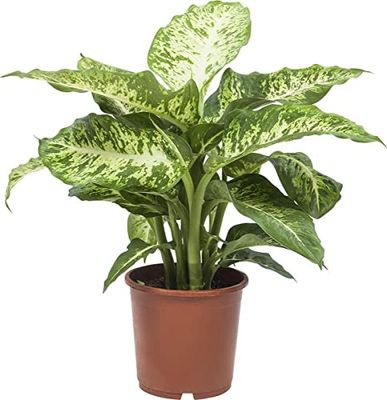 DECOALIVE Dieffenbachia Compacta Planta Purificadora del Aire Natural
