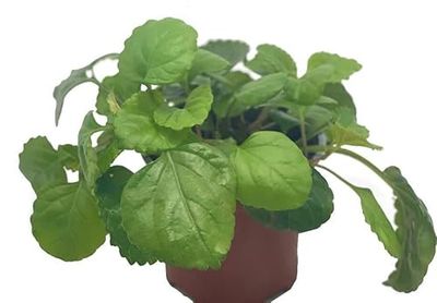Planta del Dinero Natural Hojas Carnosas y Resistentes - Plectranthus Verticillatus