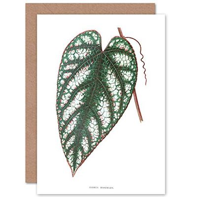 Fine Art Prints Leaf Cissus Discolor Greeting Card With Envelope Inside Premium Quality