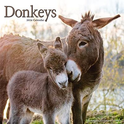 Donkeys Calendar 2024 Square Animal Wall Calendar - 16 Month