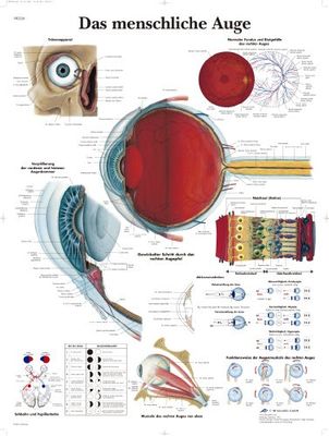 3B Scientific VR0226L - Póster explicativo sobre os olhos humanos (em alemão)