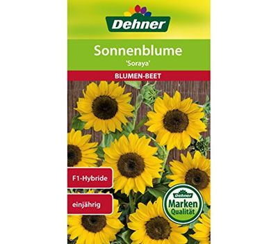 Dehner - Sementi per Fiori, Girasole Soraya, Confezione da 5 (5 x 6 g)