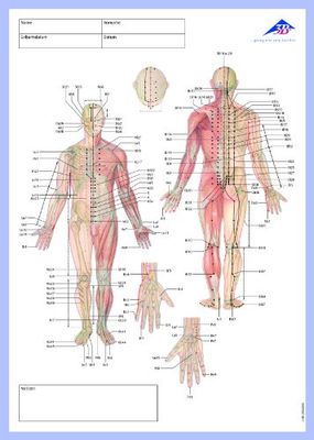 3B Scientific Acupunctuur Meridiaan notitieblok, Duits