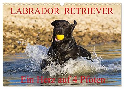 Labrador Retriever - ein Herz auf 4 Pfoten (Wandkalender 2025 DIN A3 quer), CALVENDO Monatskalender: Eine der beliebtesten Hunderassen in Porträt und Action auf 13 hinreißenden Kalenderblättern