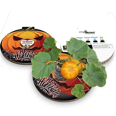 Eco-Decors multimediale | Biglietto di Halloween per bambini con semi di Zucchette | Originale regalo ecologico con messaggio animato Realtà Aumentata.