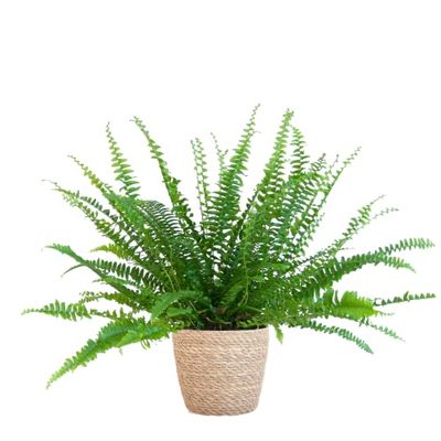 BloomPost Nephrolepis Green Lady, de 15 a 25 cm por encima de una cesta, fácil de cuidar, plantas de interior fáciles de cultivar para la oficina, maceta incluida