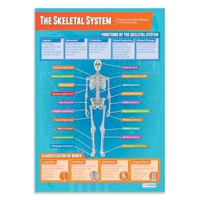 Skeletsystemet | PE affischer | glansigt papper som mäter 850 mm x 594 mm (A1) | Fysiska utbildningsdiagram för klassrummet | utbildningstabell av Daydream Education