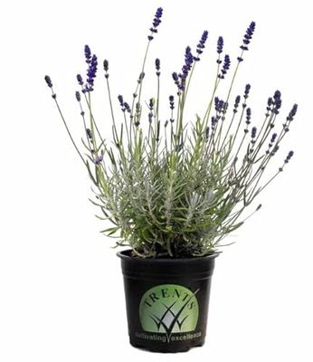 Maceta de Lavanda de Edición Limitada - Una Planta Única y Especial para Coleccionistas de Plantas