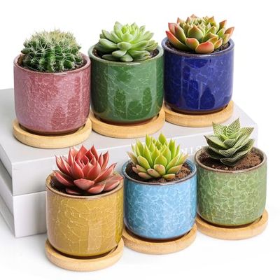 T4U 6cm Pots de Plantes en Céramique Zisha avec Plateau en Bambou - Paquet de 6, Pot pour Succulent Cactus Fleurs Récipient Jardinière