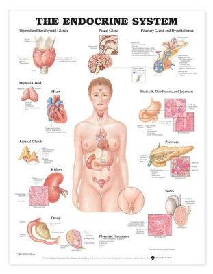 El sistema endocrino