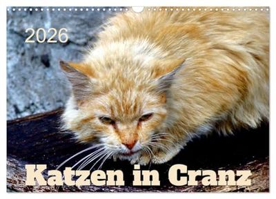 Katzen in Cranz (Wandkalender 2026 DIN A3 quer), CALVENDO Monatskalender: Katzen verschiedener Rassen in Selenogradsk/Cranz