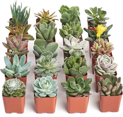 Pack de Suculentas y Crasas Naturales – Diversidad de Colores y Formas