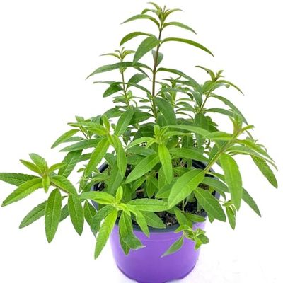 Planta de Aloysia Citrodora (Hierbaluisa): Un Tesoro Natural para tu Bienestar y Salud