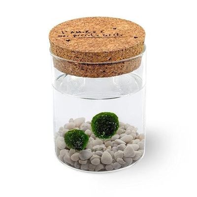 Marimo Original Sughero L'amore è nei Piccoli Gesti – Coppia (Fondale bianco)