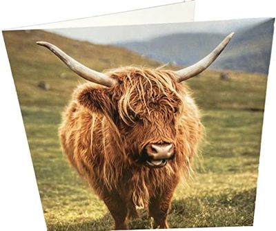 Highland Cow Square Blank verjaardagskaart