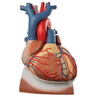 3B Scientific VD251 Cœur sur Diaphragme, Agrandi 3 Fois, en 10 Parties