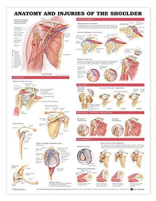Anatomy and Injuries of the Shoulder Anatomical Chart: (plastic Styrene)
