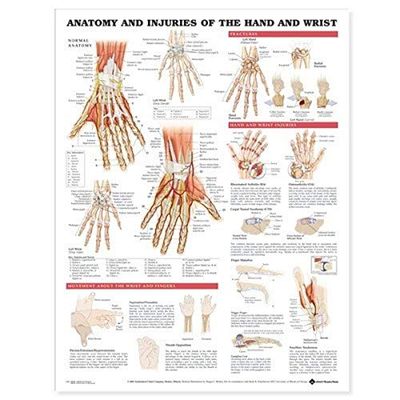 Anatomy and Injuries of the Hand and Wrist Anatomical Chart