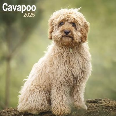 Cavapoo 2025 Square Wall Calendar | Dog Breed Calendar | Jan to Dec 2025 with a Planner for 2026