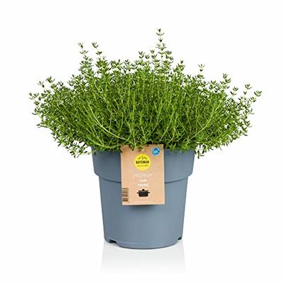 Tomillo o Thymus Vulgaris Natural Planta Aromática para el Jardín