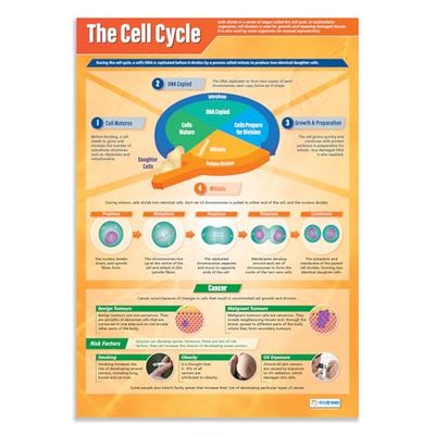 Daydream Education The Cell Cycle | Science Posters | Gloss Paper measuring 850mm x 594mm (A1) | Science Charts for the Classroom | Education Charts