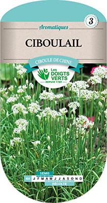 Les doigts verts Ciboulail