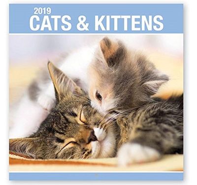 2019 Cats Kittens Dogs Puppies Puppy Cute Square Wall Calendar (Cats & Kittens)