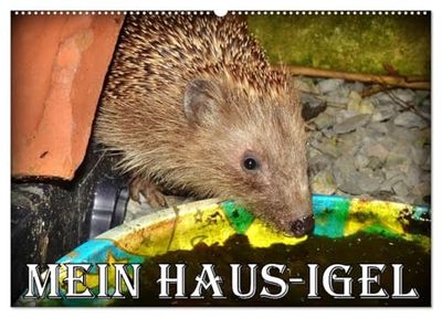 Mein Haus-Igel (Wandkalender 2026 DIN A2 quer), CALVENDO Monatskalender: Das Leben eines Igels in seinem Kölner Igel-Haus