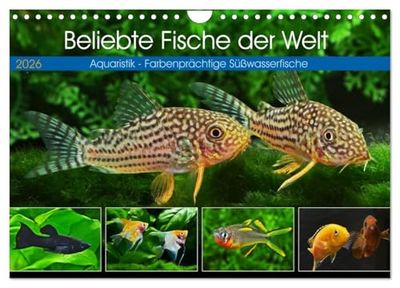 Beliebte Fische der Welt (Wandkalender 2026 DIN A4 quer), CALVENDO Monatskalender: Aquaristik - Farbenprächtige Süßwasserfische