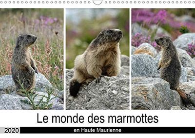 Le monde des marmottes en Haute Maurienne (Calendrier mural 2020 DIN A3 horizontal): La vie trépidente de marmottes qui doivent faire le maximum de ... sécurité. (Calendrier mensuel, 14 Pages )