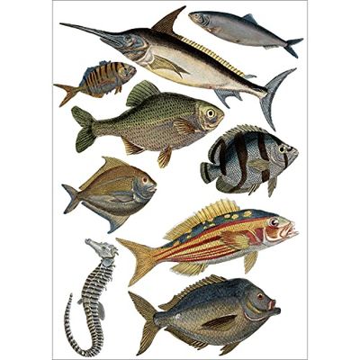 Plage 48x68cm Decoratieve muursticker vis, vinyl, kleurrijk, 68x0.1x47,7 cm
