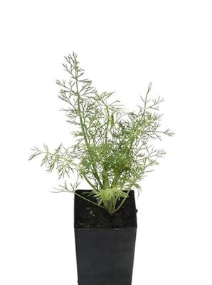 Planta de Eneldo Natural Cultivo Fresco y Aromático para Decorar y Cocinar