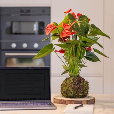 Kokedama Anthurium Rojo| DECOALIVE | Maceta Musgo Natural |Anturio con Flores Rojas