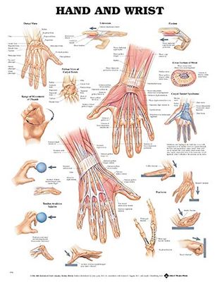 Anatomische chart.